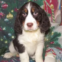 Sir, a male English Springer Spaniel for sale in Madison, SD – Photo 1 of 9