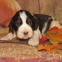 Sir, a male English Springer Spaniel for sale in Madison, SD – Photo 5 of 9