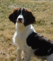 Sir, a male English Springer Spaniel for sale in Madison, SD – 2 of 9