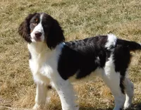 Sir, a male English Springer Spaniel for sale in Madison, SD – 4 of 9