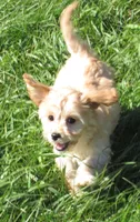 Paige, a female Cavachon for sale in Madison, SD – 5 of 6