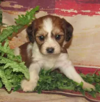 Quincy, a male Cavachon for sale in Madison, SD – 2 of 4
