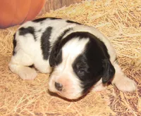 Sheba , a female English Springer Spaniel for sale in Madison, SD – 2 of 3