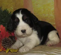 Ella, a female English Springer Spaniel for sale in Madison, SD – 2 of 3