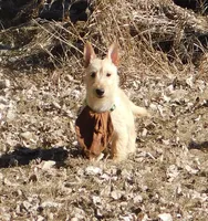 Bingo, a male Scottish Terrier for sale in Madison, SD – 2 of 10