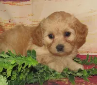 Colby, a male Cavachon for sale in Madison, SD – 2 of 4