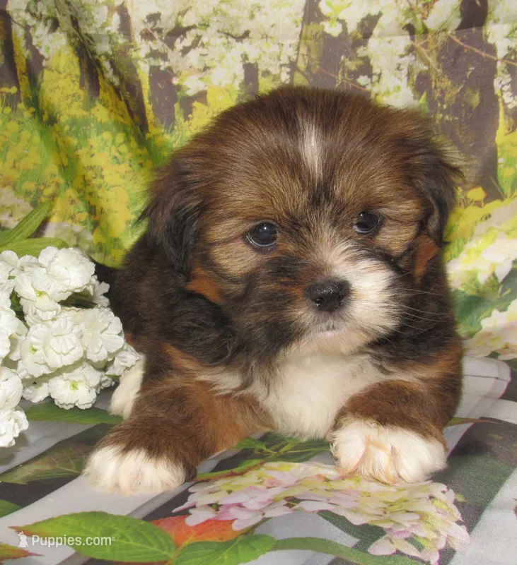 Joy – Lhasa Apso puppy for sale in Madison, SD