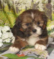 Joy, a female Lhasa Apso for sale in Madison, SD – 1 of 7