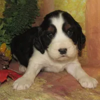 Ella, a female English Springer Spaniel for sale in Madison, SD – 3 of 3