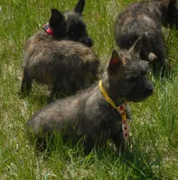 Adam, a male Cairn Terrier for sale in Madison, SD – 4 of 4