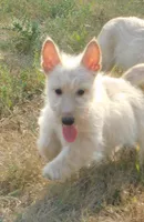 Beverly, a female Scottish Terrier for sale in Madison, SD – 4 of 10