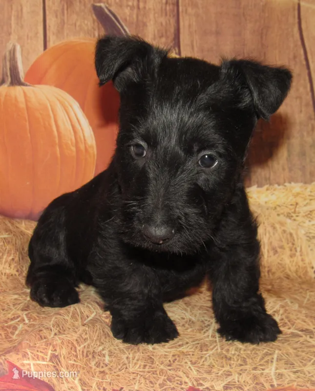 Ollie  – Scottish Terrier puppy for sale in Madison, SD