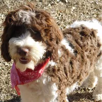 Anderson, a male Springer Doodle for sale in Madison, SD – Photo 7 of 10