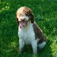 Anderson, a male Springer Doodle for sale in Madison, SD – Photo 3 of 10