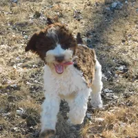 Anderson, a male Springer Doodle for sale in Madison, SD – Photo 9 of 10