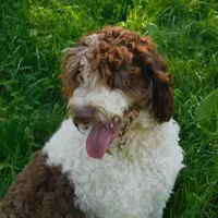 Anderson, a male Springer Doodle for sale in Madison, SD – Photo 1 of 10