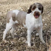 Anderson, a male Springer Doodle for sale in Madison, SD – 2 of 10