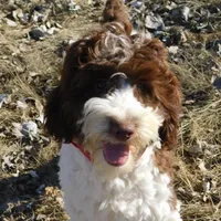 Anderson, a male Springer Doodle for sale in Madison, SD – Photo 6 of 10