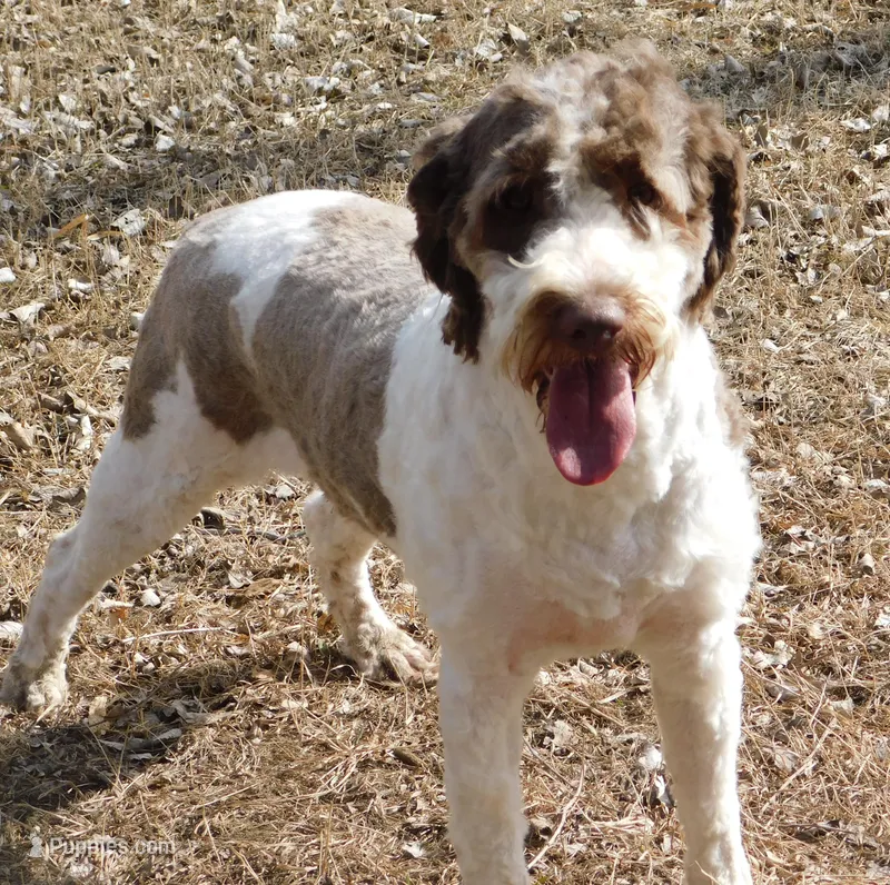 Anderson – Springer Doodle puppy for sale in Madison, SD