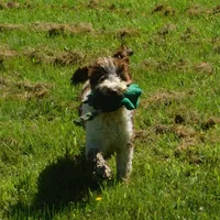 Anderson, a male Springer Doodle for sale in Madison, SD – Photo 2 of 10