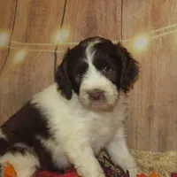 Anderson, a male Springer Doodle for sale in Madison, SD – Photo 10 of 10