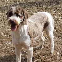 Anderson, a male Springer Doodle for sale in Madison, SD – 3 of 10