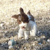 Anderson, a male Springer Doodle for sale in Madison, SD – Photo 8 of 10