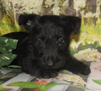 Bennett, a male Scottish Terrier for sale in Madison, SD – 8 of 9