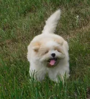 Buzz, a male Lhasa Apso for sale in Madison, SD – 2 of 10