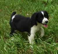 Simone, a female English Springer Spaniel for sale in Madison, SD – 5 of 5