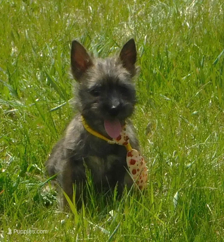 Adam – Cairn Terrier puppy for sale in Madison, SD