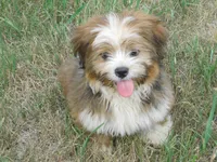 Jamie, a male Lhasa Apso for sale in Madison, SD – 2 of 7