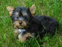 Jada, a female Silky Terrier for sale in Madison, SD – 2 of 9