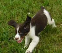 Sassy, a female English Springer Spaniel for sale in Madison, SD – 6 of 8