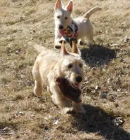 Bingo, a male Scottish Terrier for sale in Madison, SD – 3 of 10