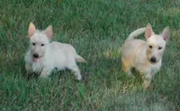 Beverly, a female Scottish Terrier for sale in Madison, SD – 5 of 10