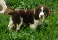 Sandy, a female English Springer Spaniel for sale in Madison, SD – 4 of 10