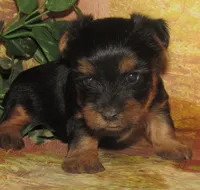 Homer, a male Silky Terrier for sale in Madison, SD – 2 of 6