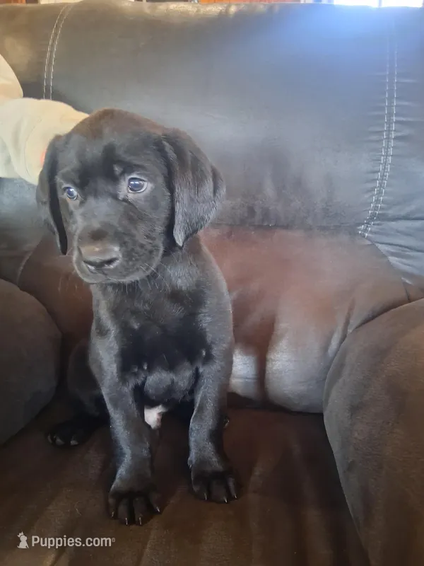 Teal Collar – Labrador Retriever puppy for sale in Pequot Lakes, MN