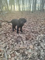 Red Collar (Hank), a male Labrador Retriever for sale in Pequot Lakes, MN – Photo 2 of 3