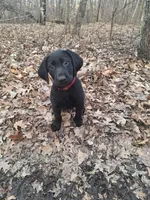 Red Collar (Hank), a male Labrador Retriever for sale in Pequot Lakes, MN – Photo 3 of 3