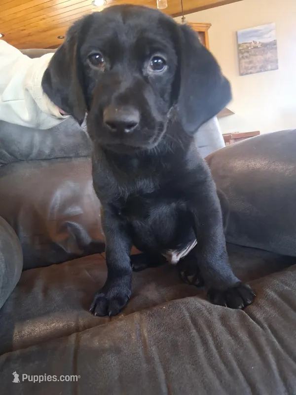 Red Collar – Labrador Retriever puppy for sale in Pequot Lakes, MN