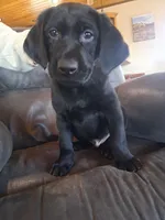 Red Collar (Hank), a male Labrador Retriever for sale in Pequot Lakes, MN – Photo 1 of 3