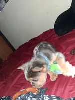 Sparkler, a male French Bulldog for sale in Brookpark, OH – 2 of 4