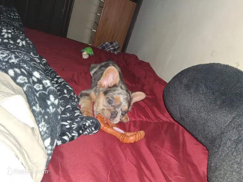 Sparkler – French Bulldog puppy for sale in Brookpark, OH