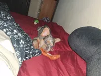 Sparkler, a male French Bulldog for sale in Brookpark, OH – 1 of 4