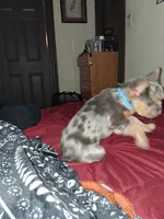 Sparkler, a male French Bulldog for sale in Brookpark, OH – 4 of 4