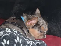 Sparkler, a male French Bulldog for sale in Brookpark, OH – 3 of 4