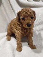 Ellie, a female Miniature Goldendoodle for sale in Stevens, PA – 3 of 4