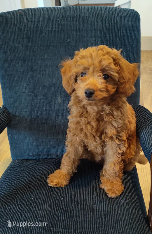 Rose – Miniature Goldendoodle puppy for sale in Stevens, PA